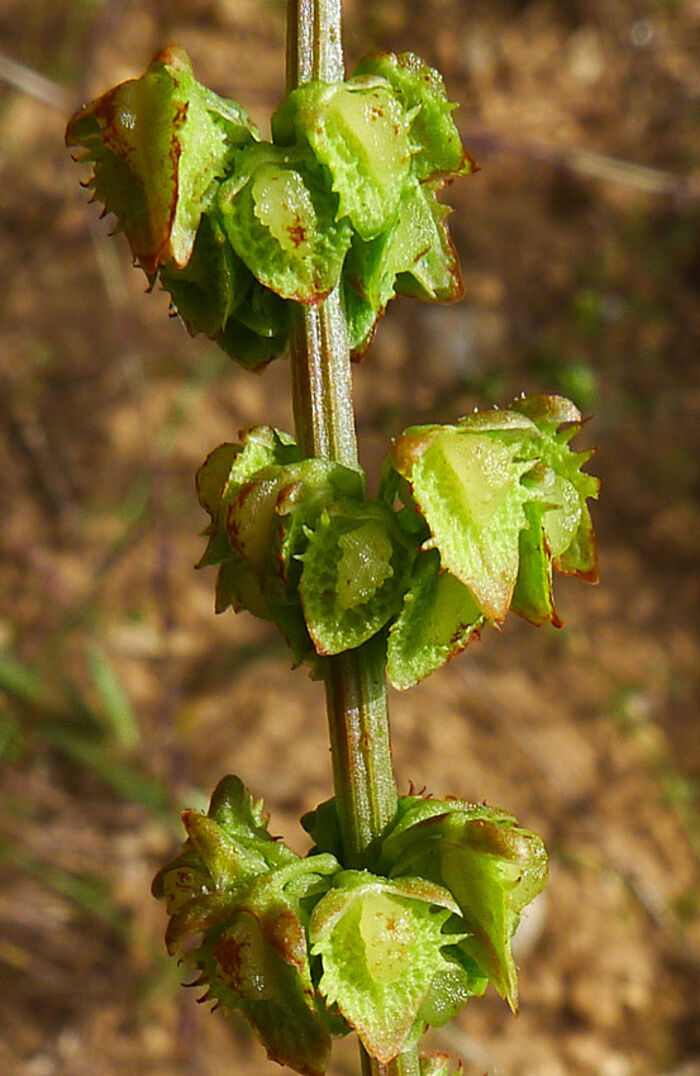 Flore de la Corse