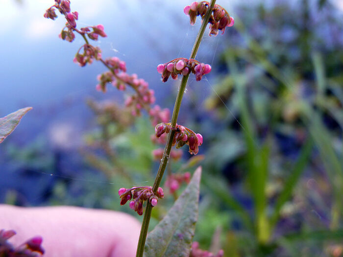 Flore de la Corse