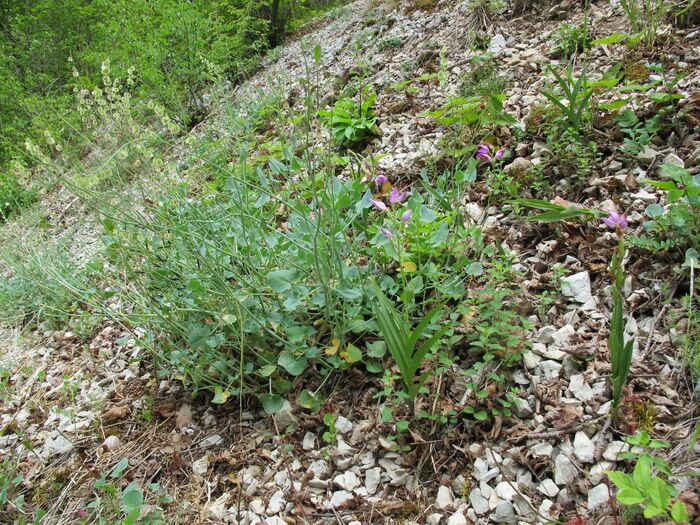 Flore de la Corse