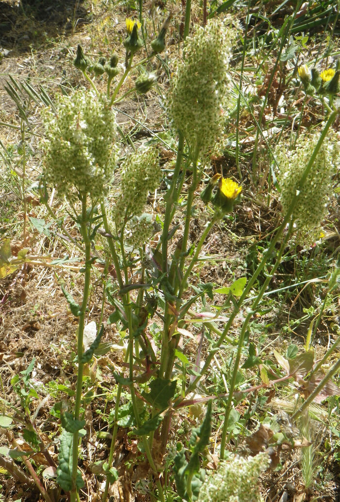 Flore de la Corse