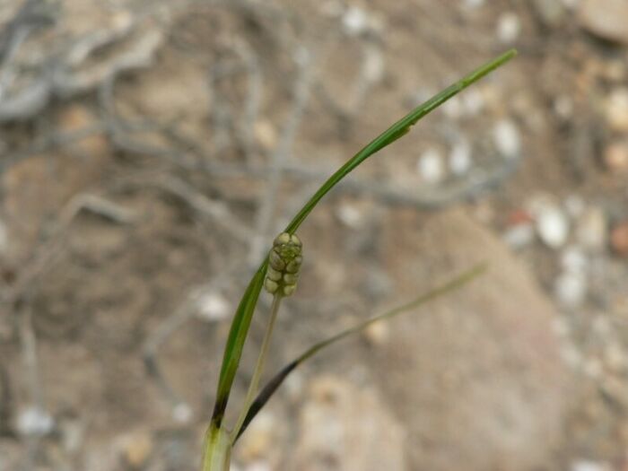 Flore de la Corse