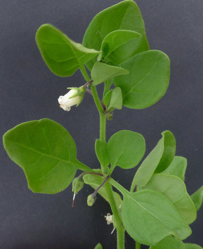 Flore de la Corse
