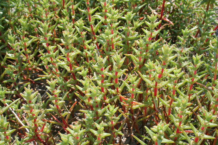Flore de la Corse