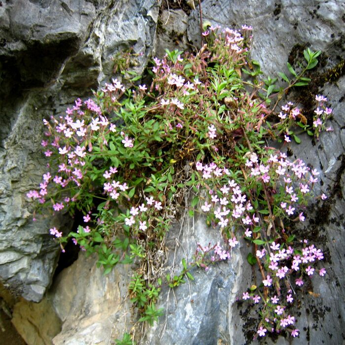 Flore de la Corse