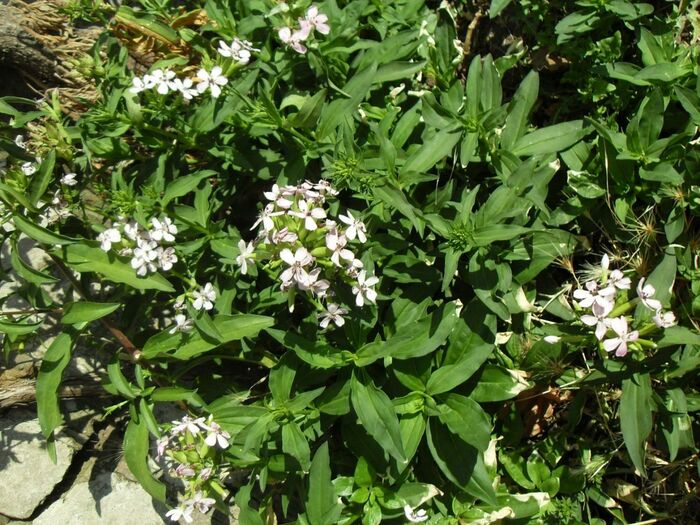 Flore de la Corse