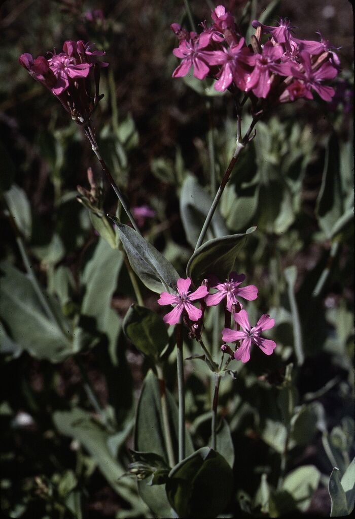 Flore de la Corse
