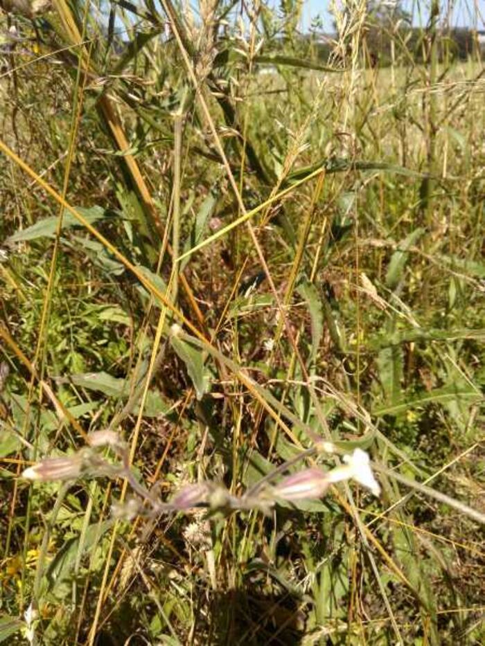 Flore de la Corse