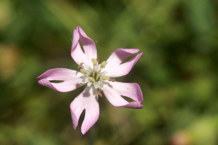 Flore de la Corse