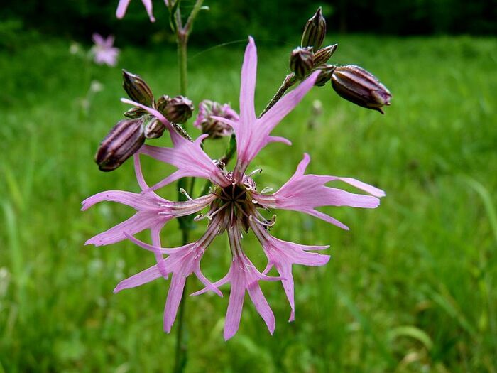 Flore de la Corse