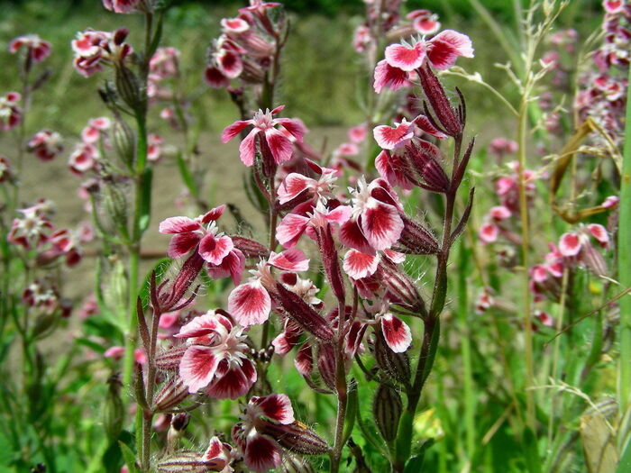 Flore de la Corse