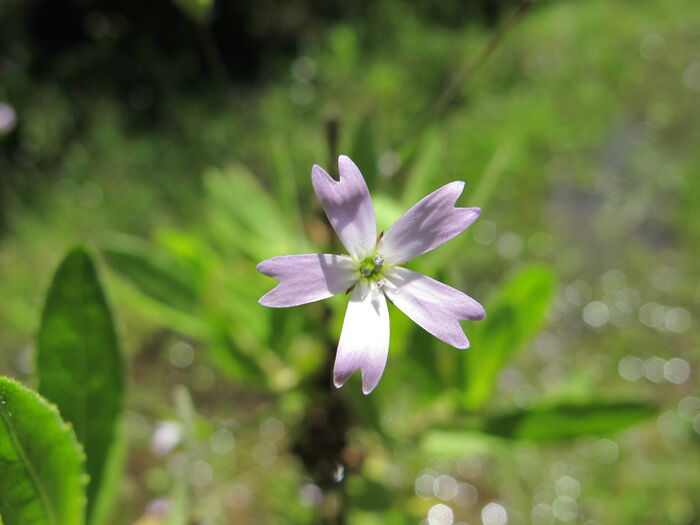 Flore de la Corse