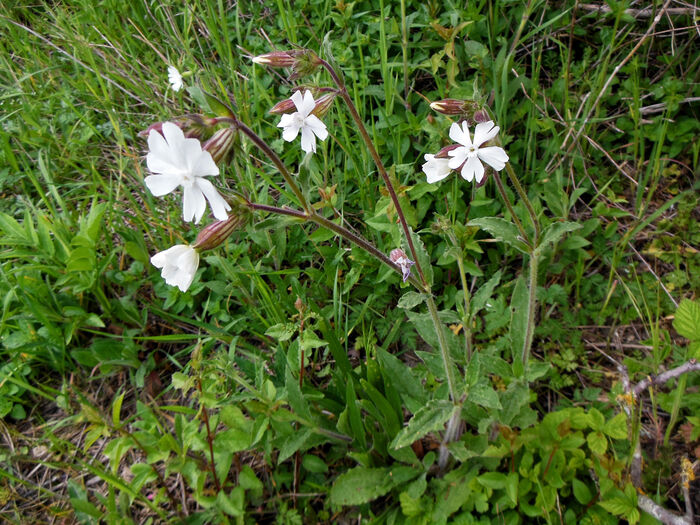Flore de la Corse
