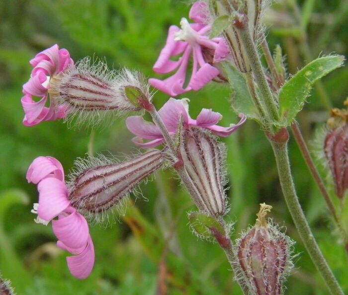 Flore de la Corse
