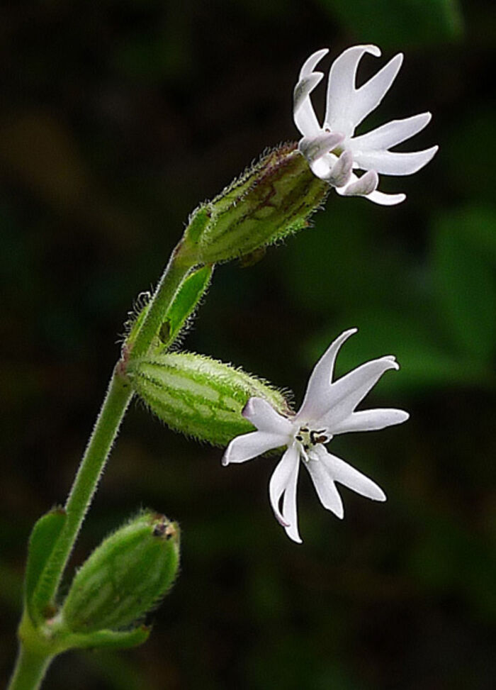 Flore de la Corse