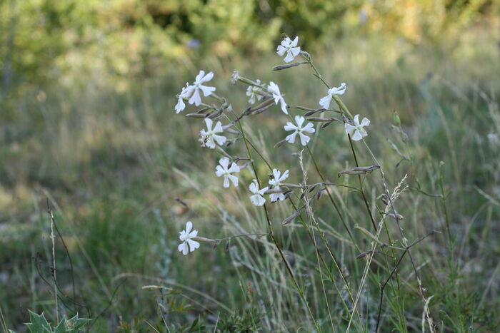 Flore de la Corse