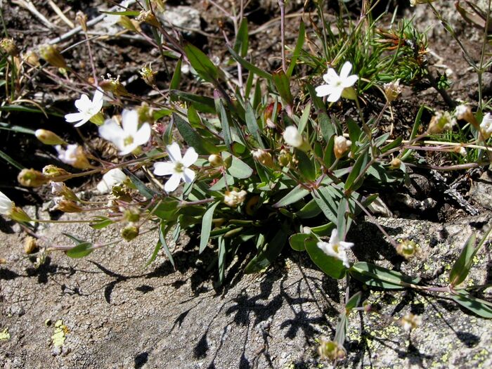 Flore de la Corse