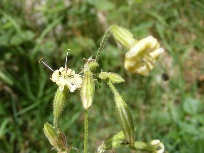 Flore de la Corse