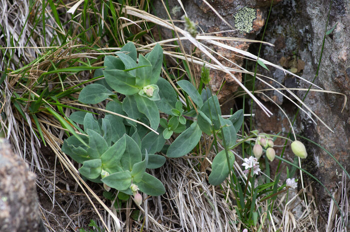 Flore de la Corse