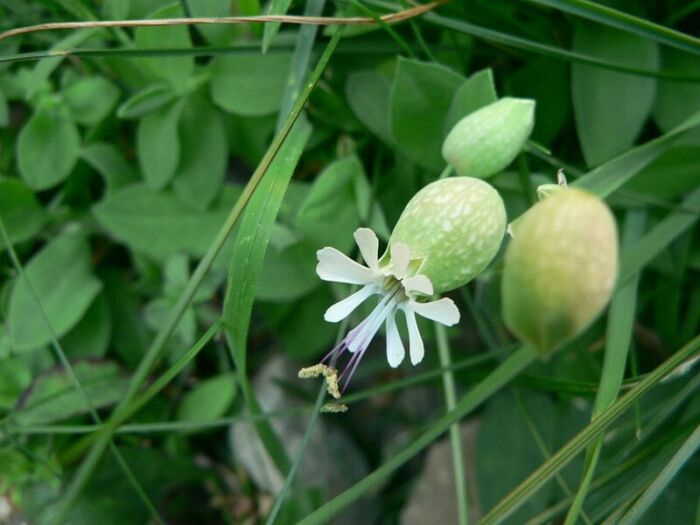 Flore de la Corse