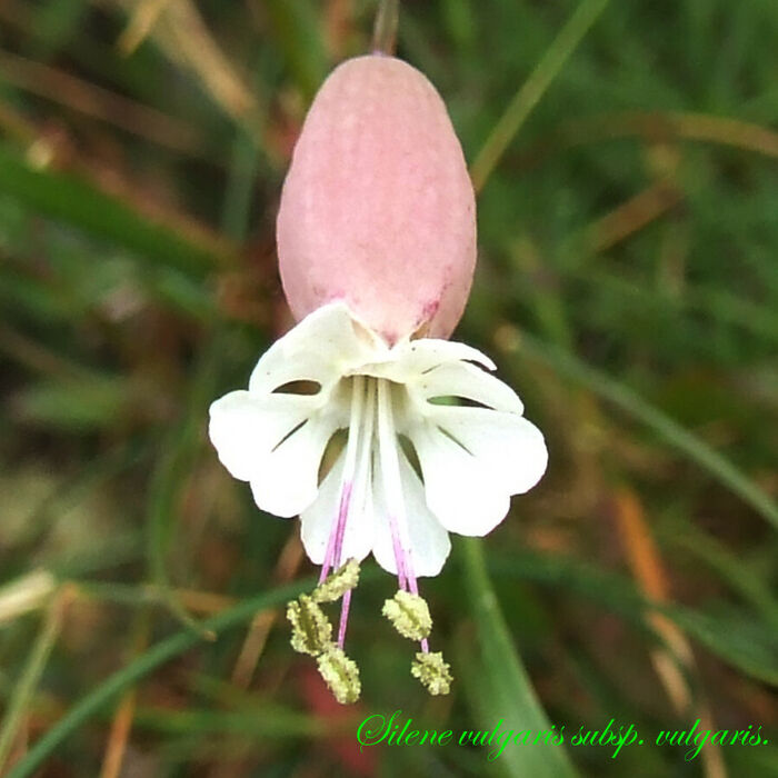 Flore de la Corse