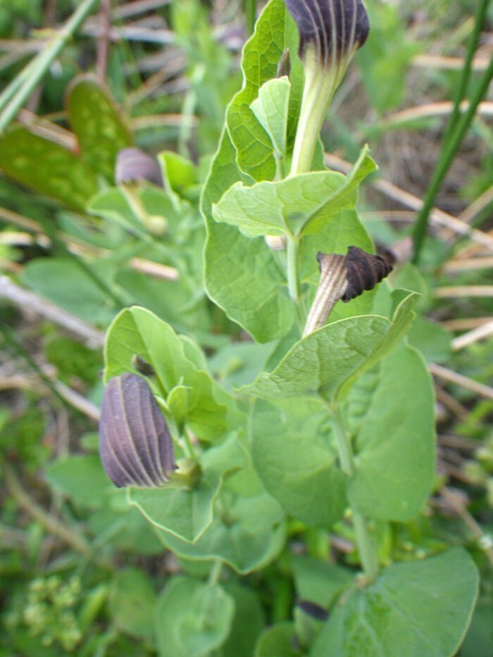 Flore de la Corse