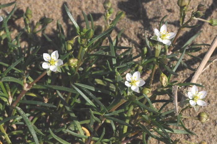 Flore de la Corse
