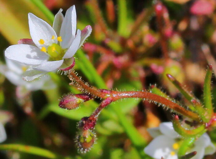 Flore de la Corse