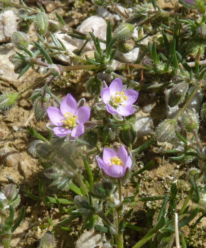 Flore de la Corse