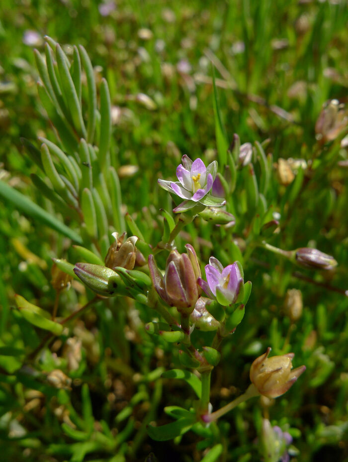 Flore de la Corse