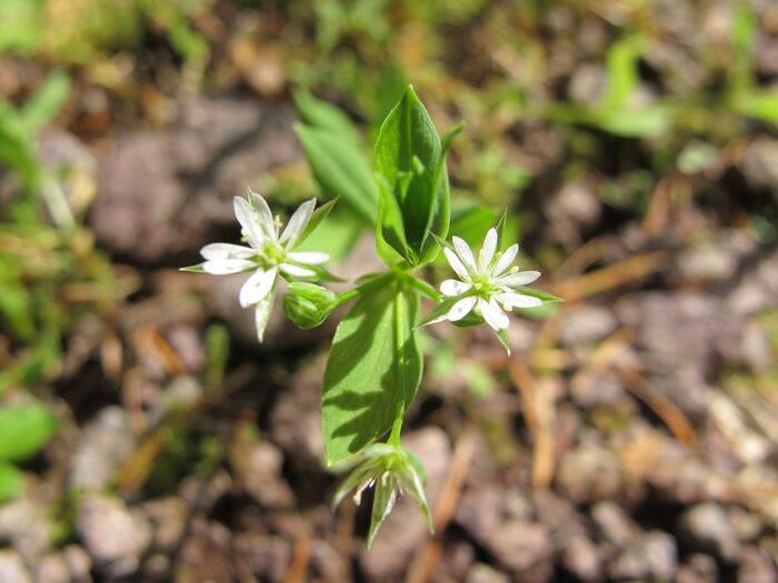 Flore de la Corse