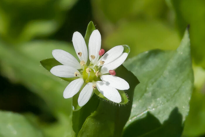 Flore de la Corse