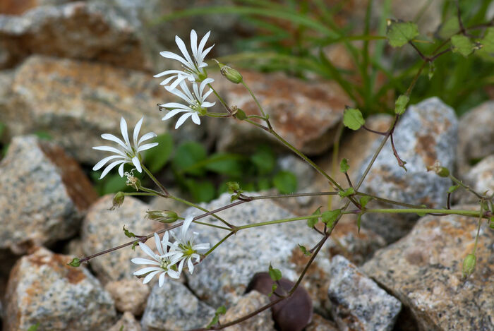 Flore de la Corse