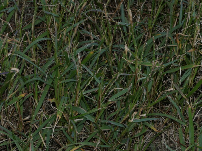 Flore de la Corse