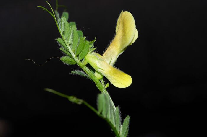 Flore de la Corse