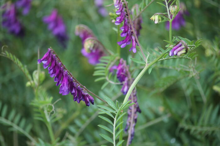 Flore de la Corse