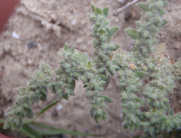Flore de la Corse