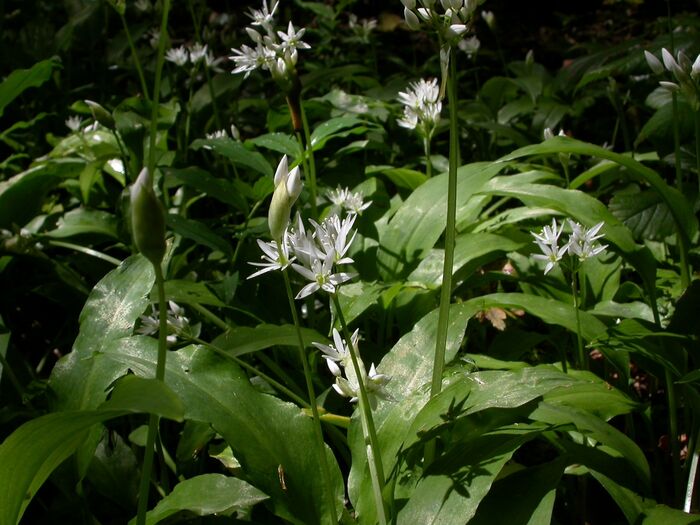 Flore de la Corse