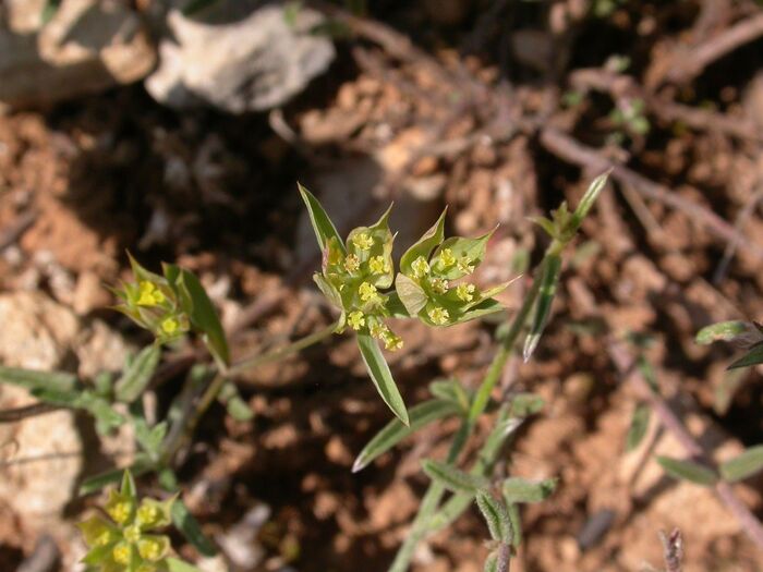 Flore de la Corse