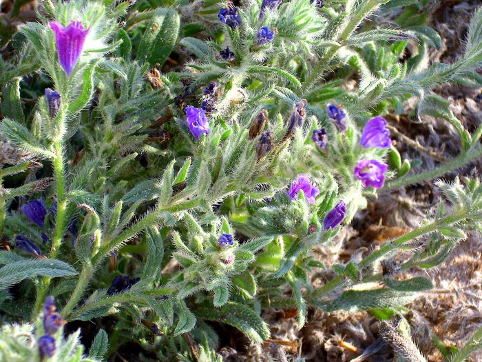 Flore de la Corse