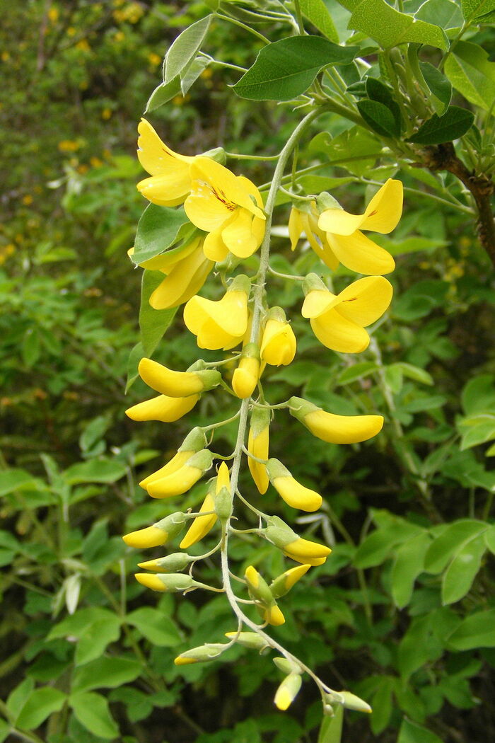 Flore de la Corse