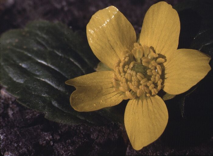 Flore de la Corse