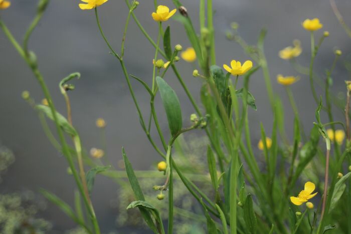 Flore de la Corse