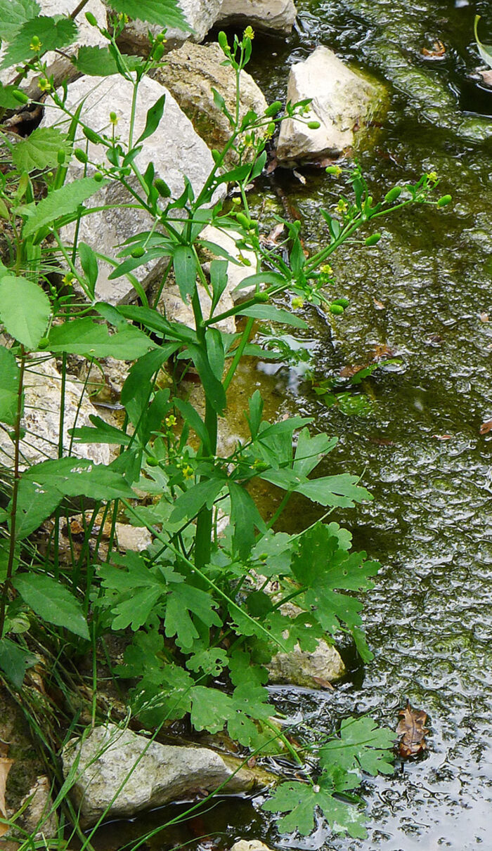 Flore de la Corse