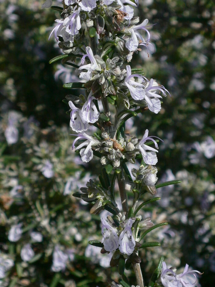 Flore de la Corse