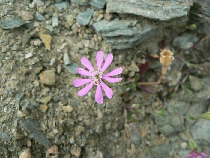 Flore de la Corse