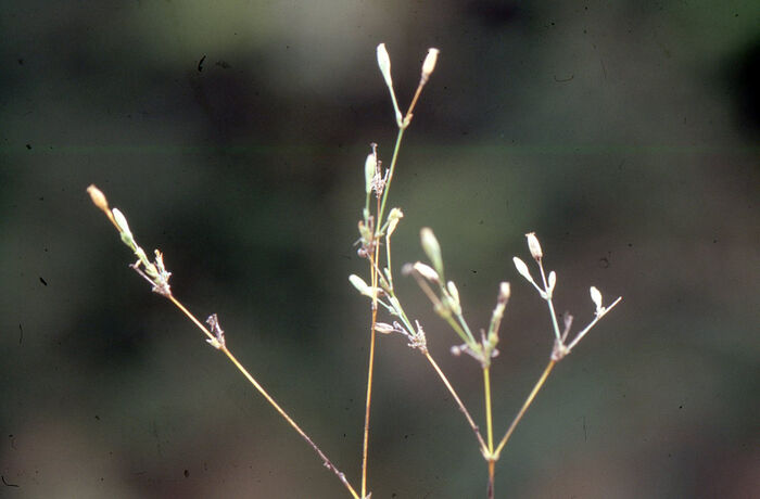 Flore de la Corse