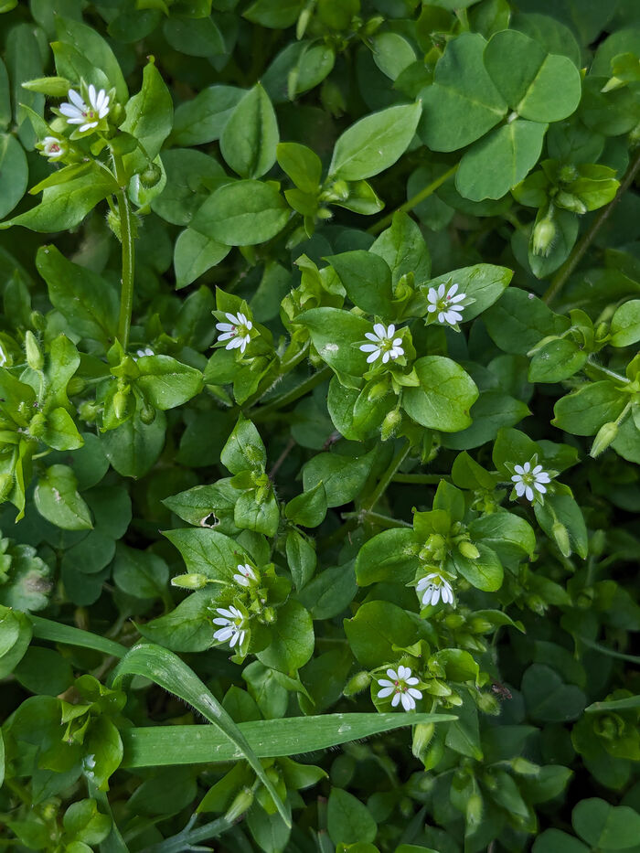 Flore de la Corse