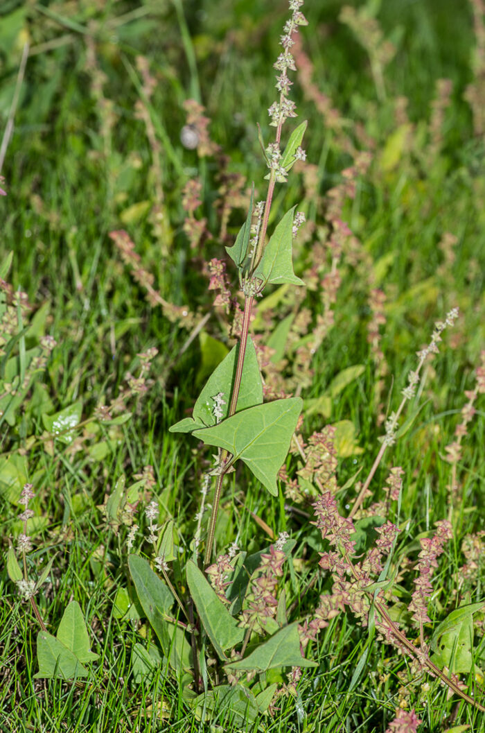 Flore de la Corse