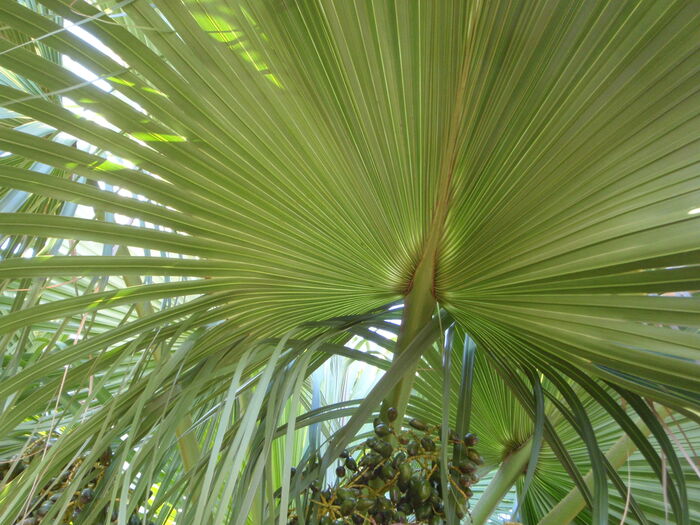 Flore de la Corse