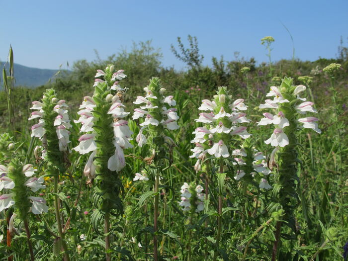 Flore de la Corse